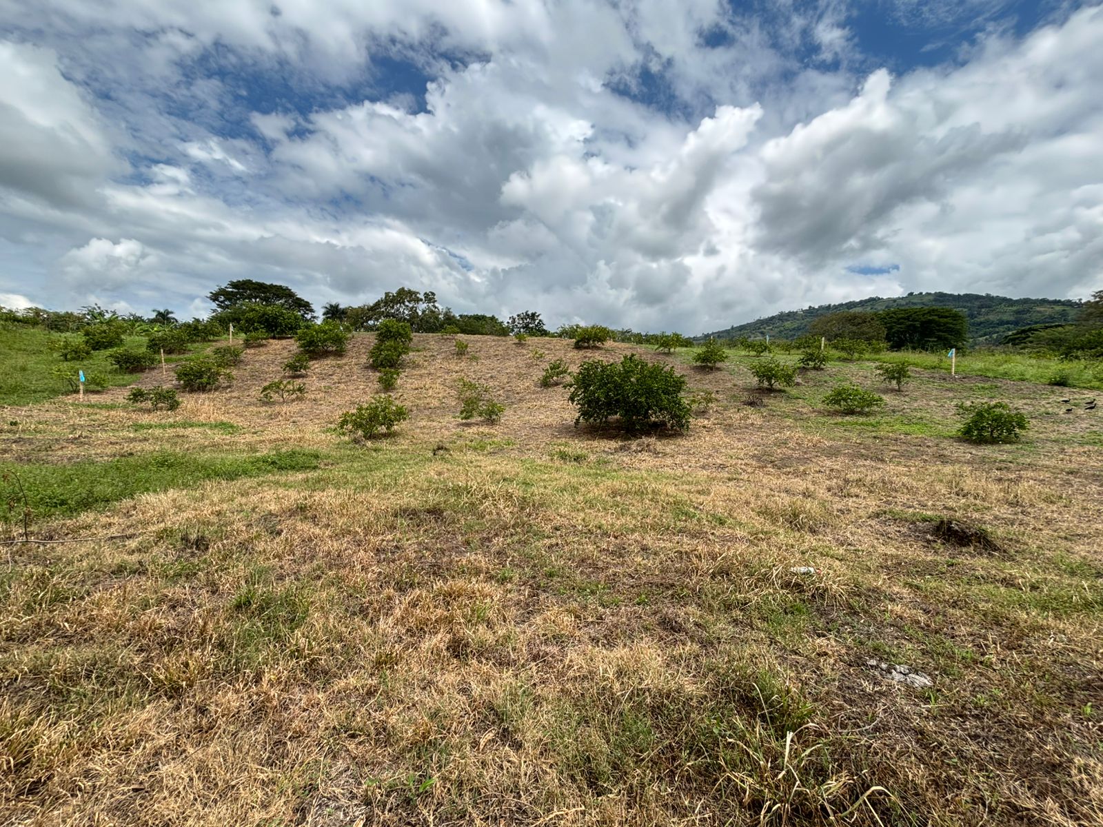 LVOC-0200 SE VENDEN DOS LOTES EN EL KM 41, NEIRA CALDAS